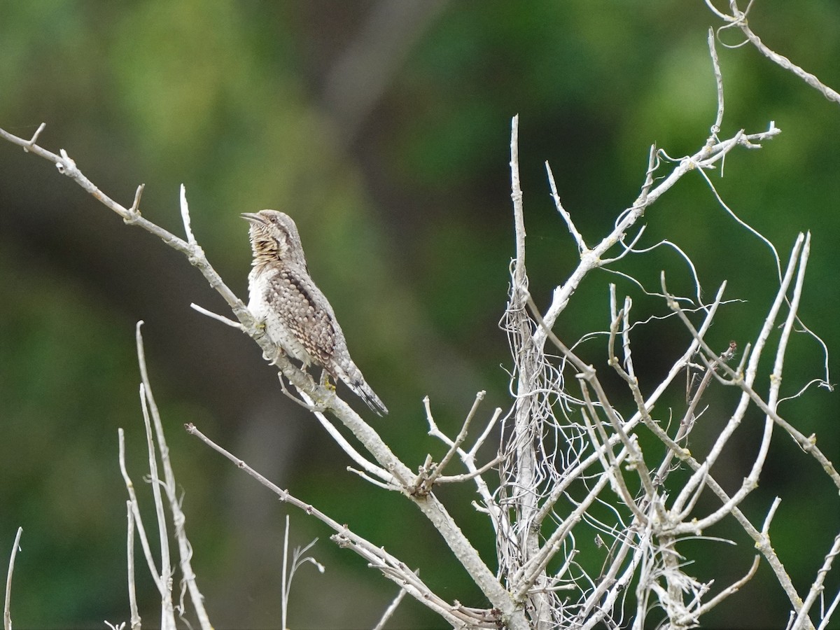 Eurasian Wryneck - ML477043501