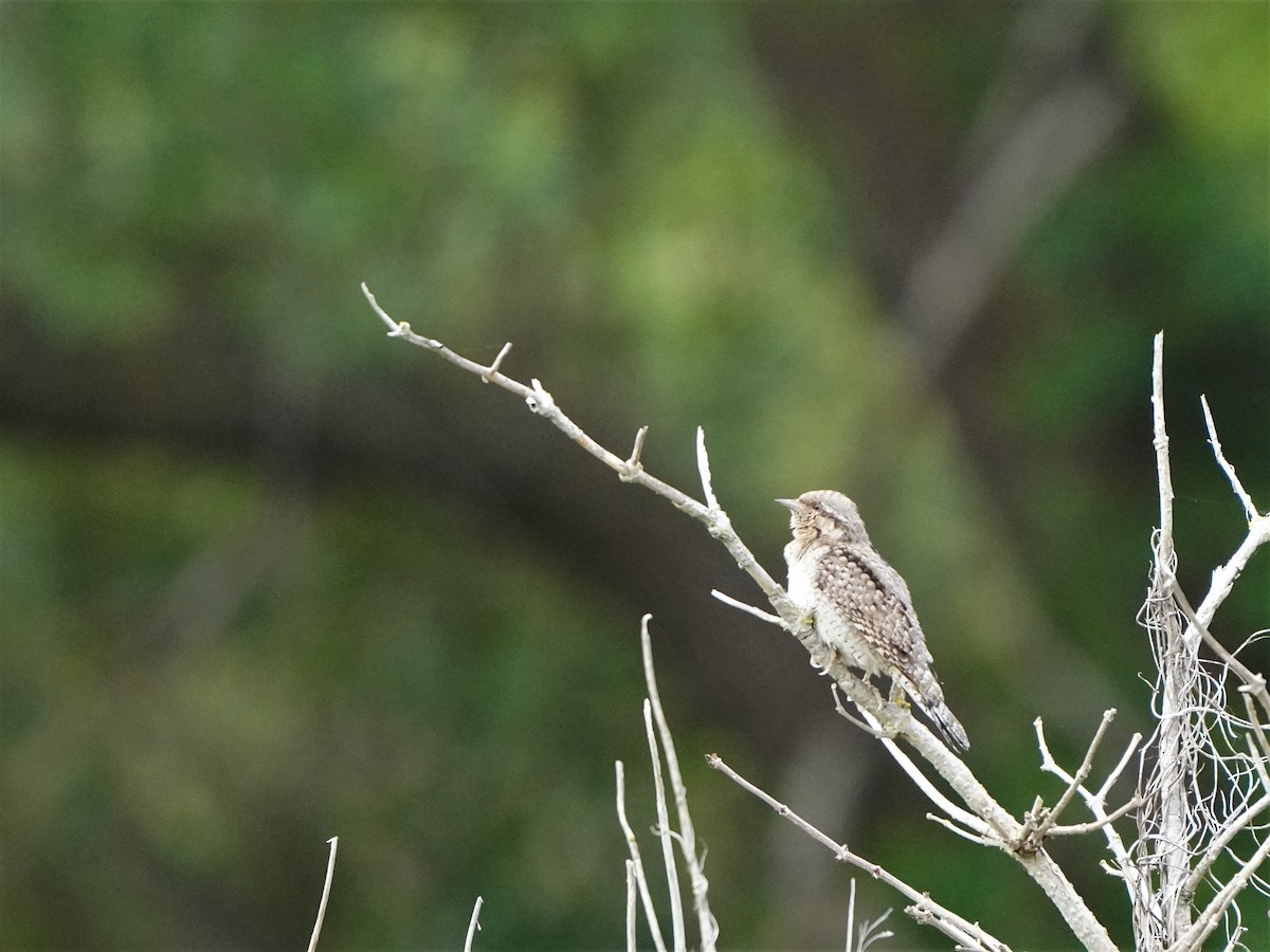 Eurasian Wryneck - ML477043511