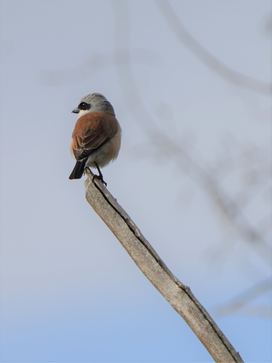 Red-backed Shrike - ML477043561