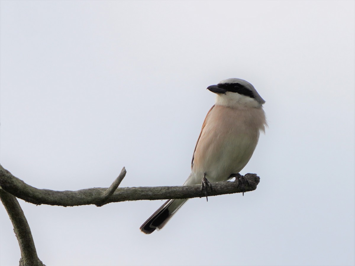 Red-backed Shrike - ML477043571