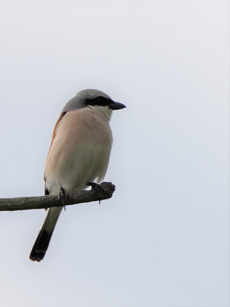 Red-backed Shrike - ML477043581