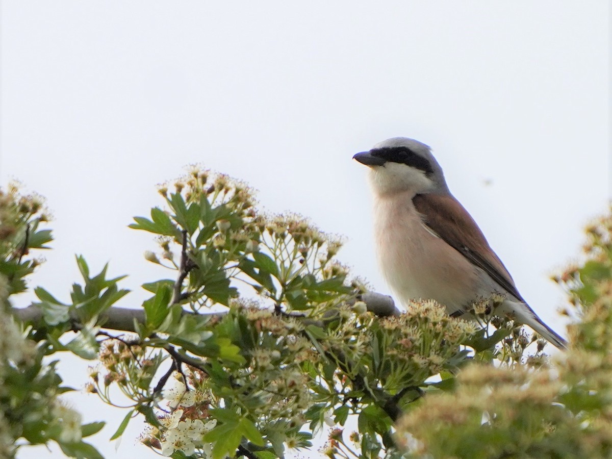 Red-backed Shrike - ML477043601