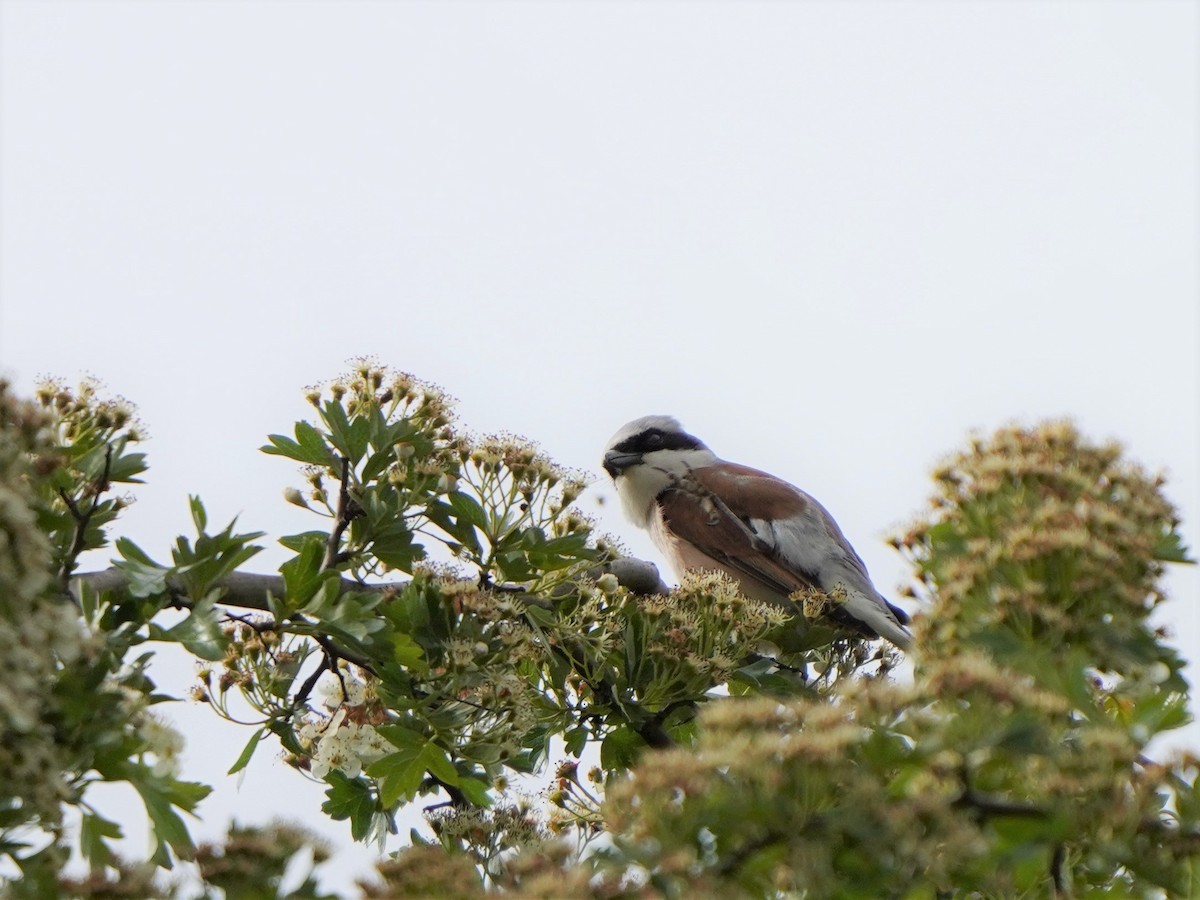 Red-backed Shrike - ML477043611