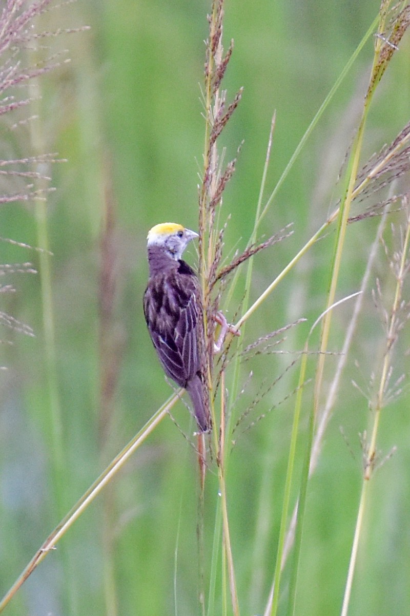 Black-breasted Weaver - ML477043661