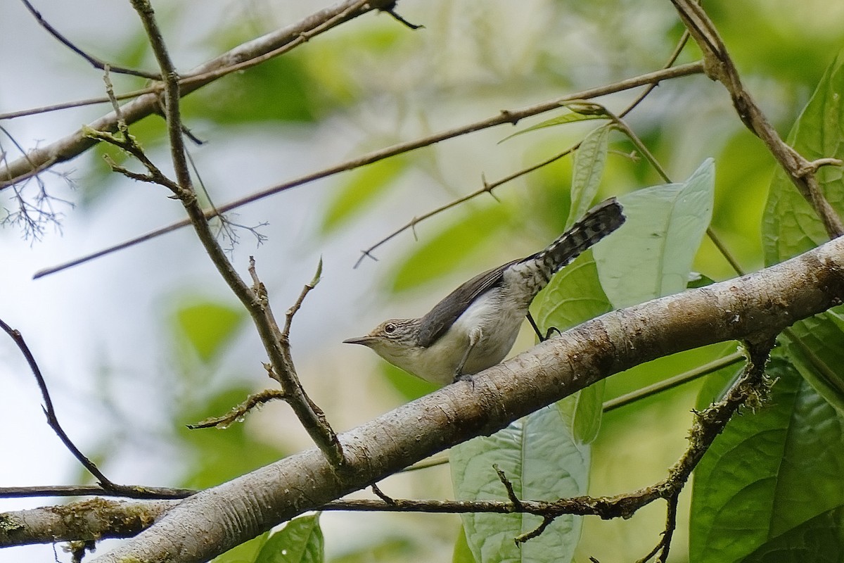 Gray-mantled Wren - Holger Teichmann