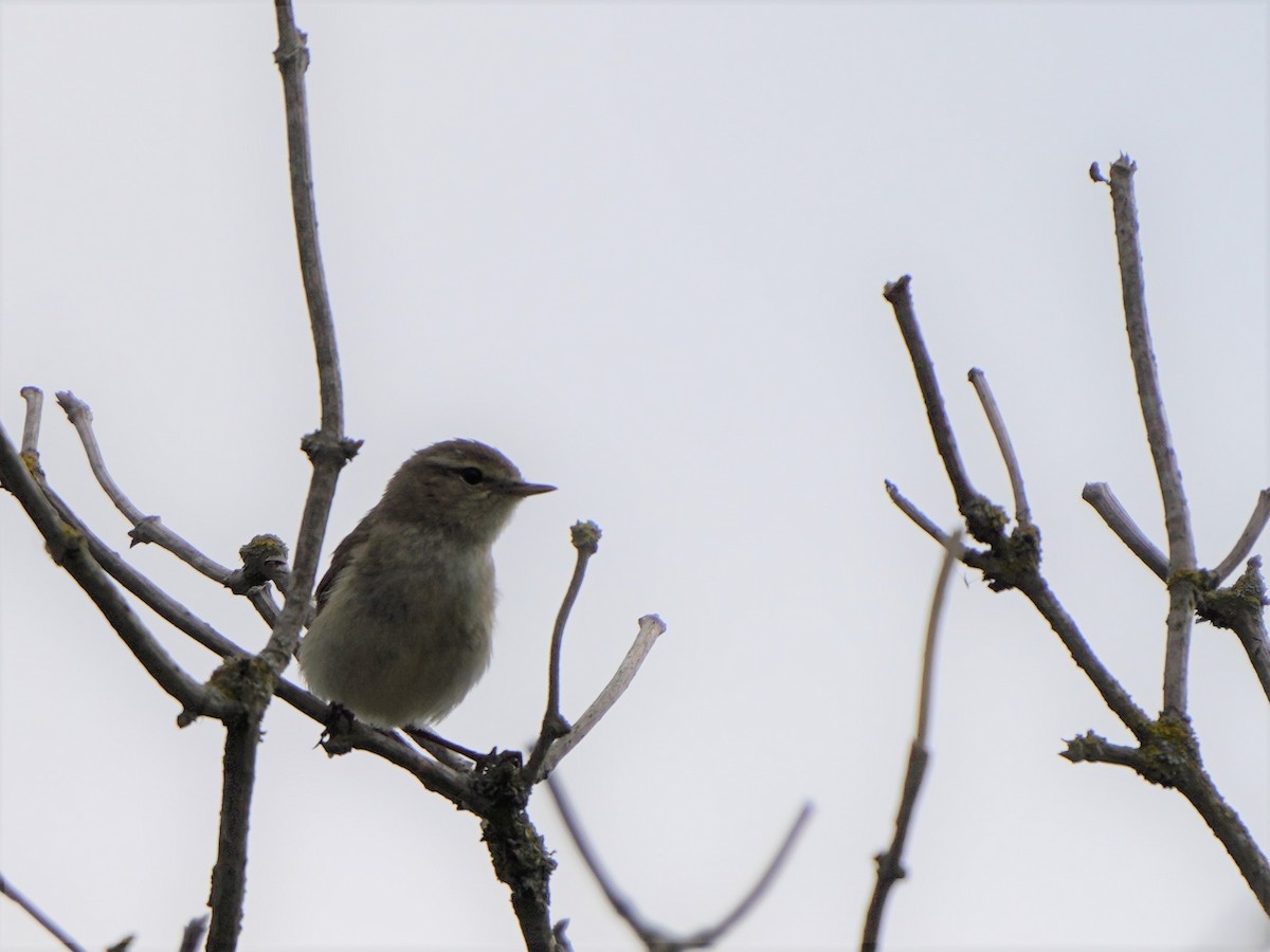 Common Chiffchaff - ML477043931