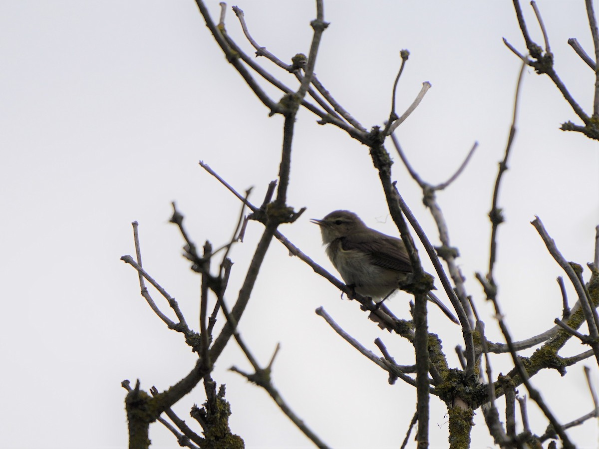 Common Chiffchaff - ML477043941