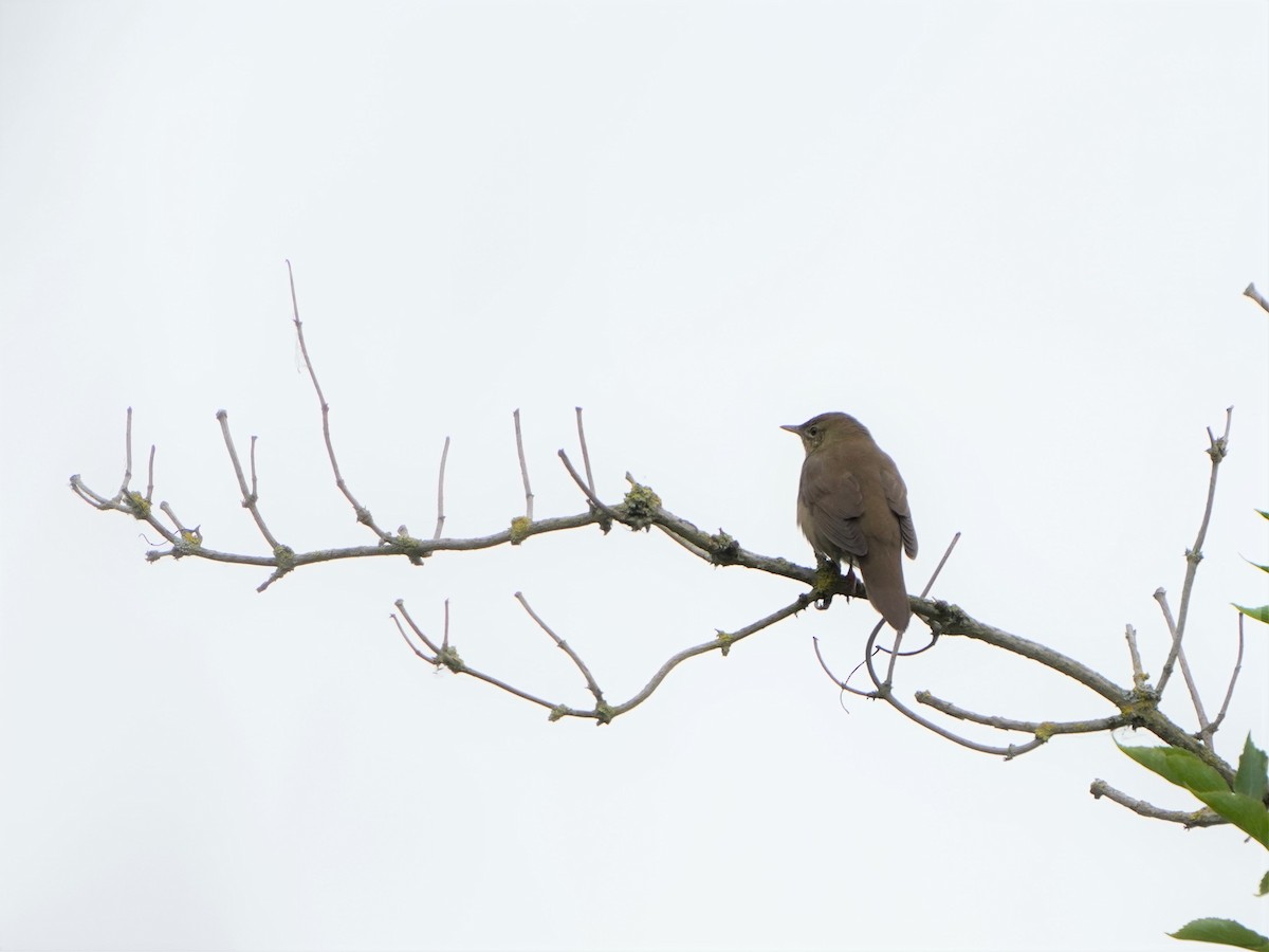 River Warbler - ML477044271