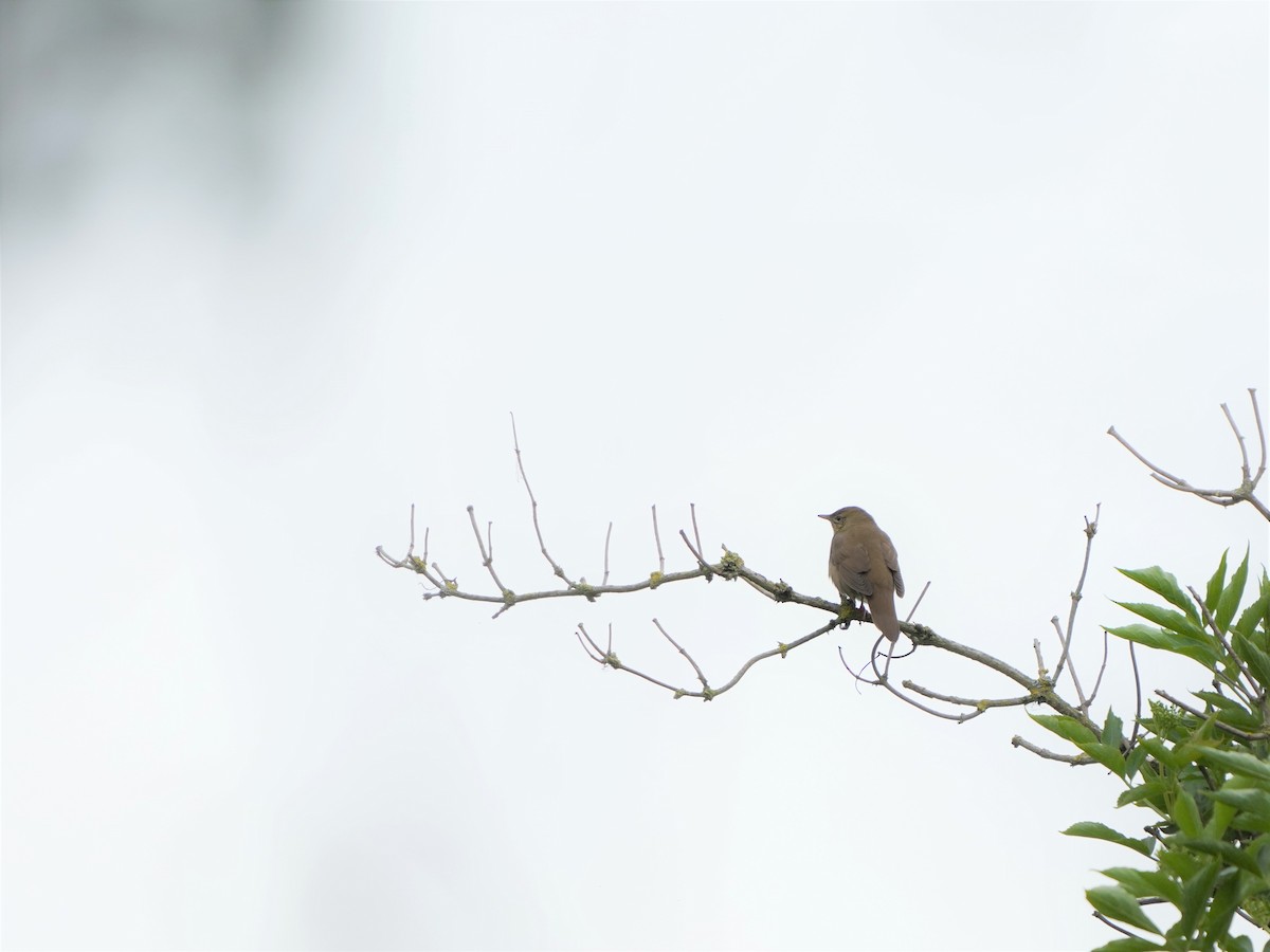 River Warbler - ML477044281