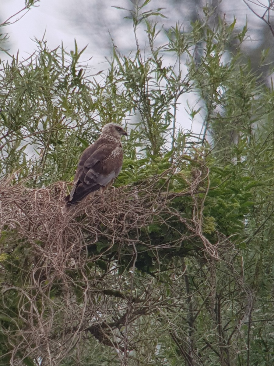 Western Marsh Harrier - ML477044381