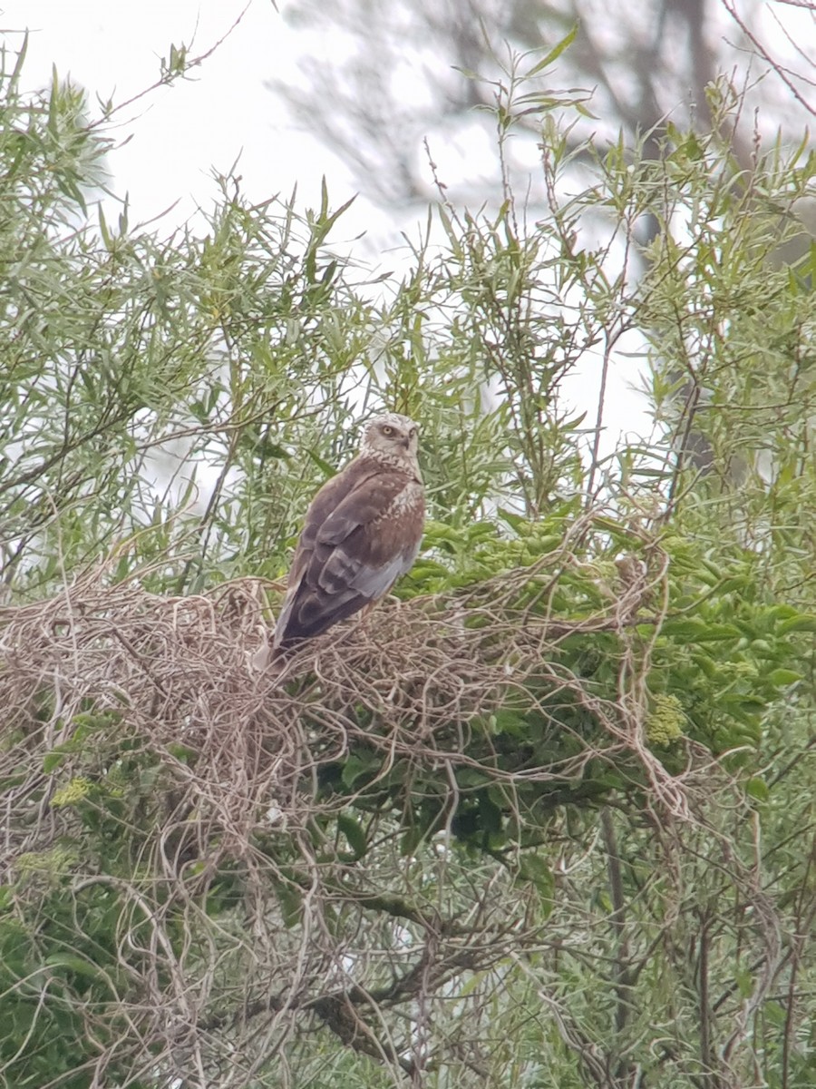 Western Marsh Harrier - ML477044391