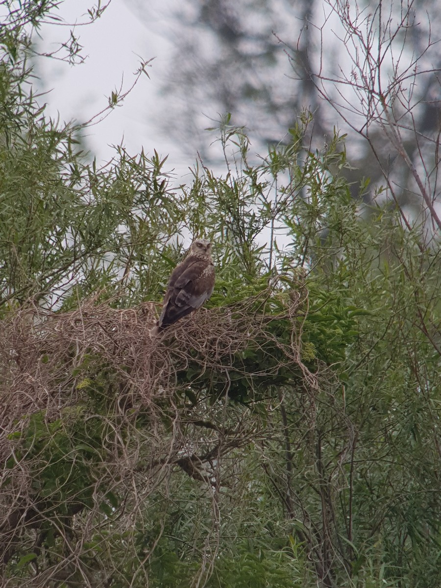 Western Marsh Harrier - ML477044401