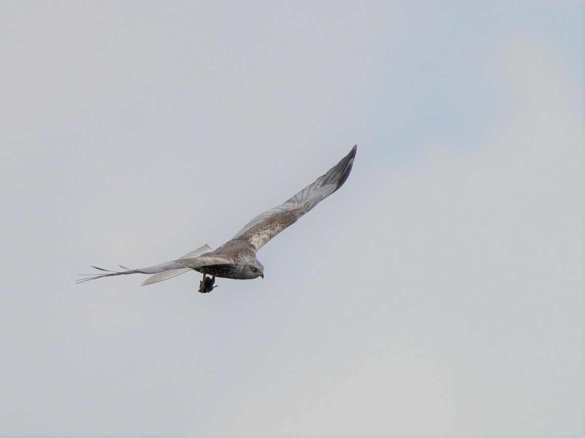 Western Marsh Harrier - ML477044511