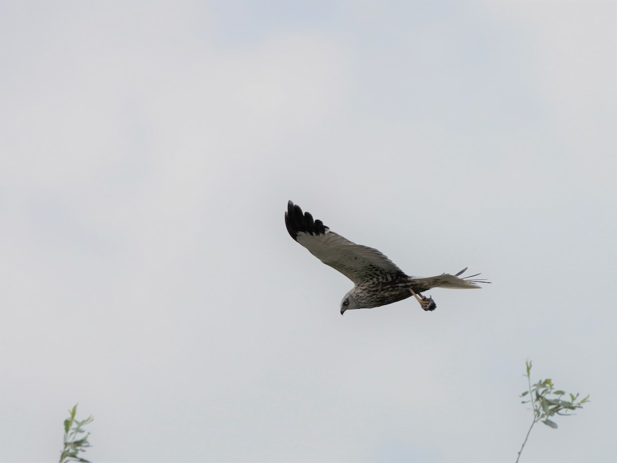 Western Marsh Harrier - ML477044521