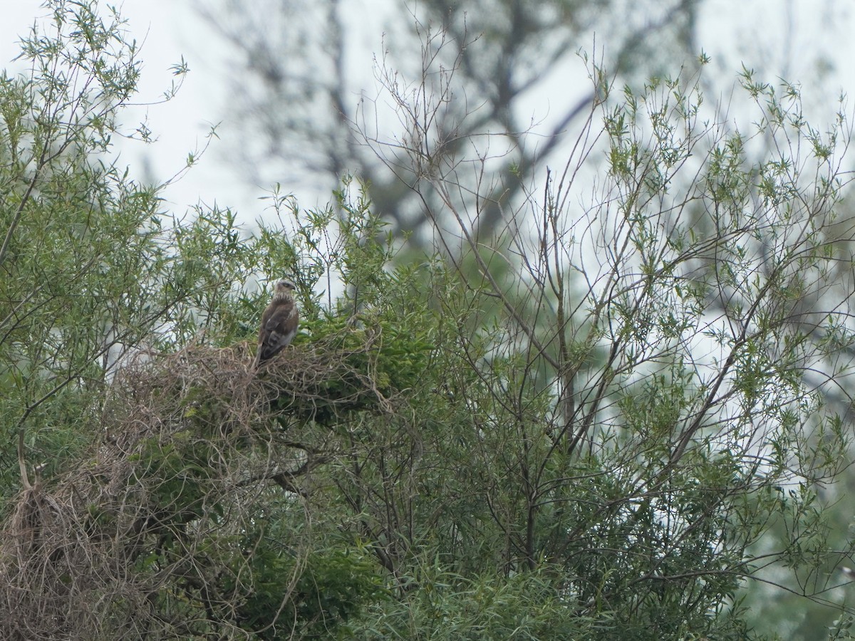 Western Marsh Harrier - ML477044531