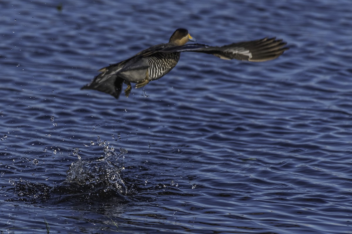 Silver Teal - Amed Hernández