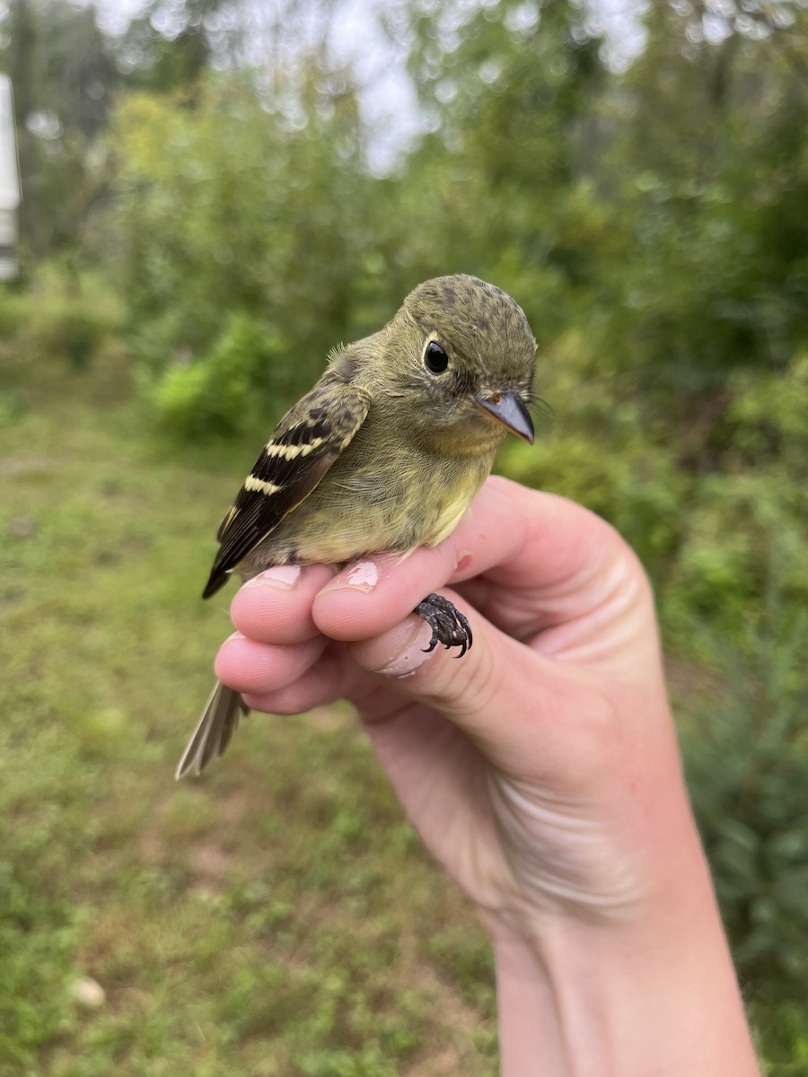 Yellow-bellied Flycatcher - Phoebe Honscheid
