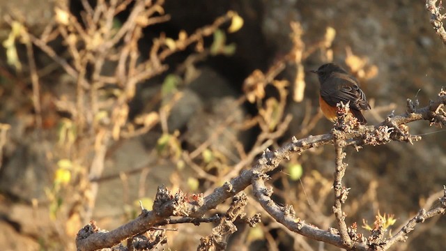 Little Rock-Thrush - ML477045