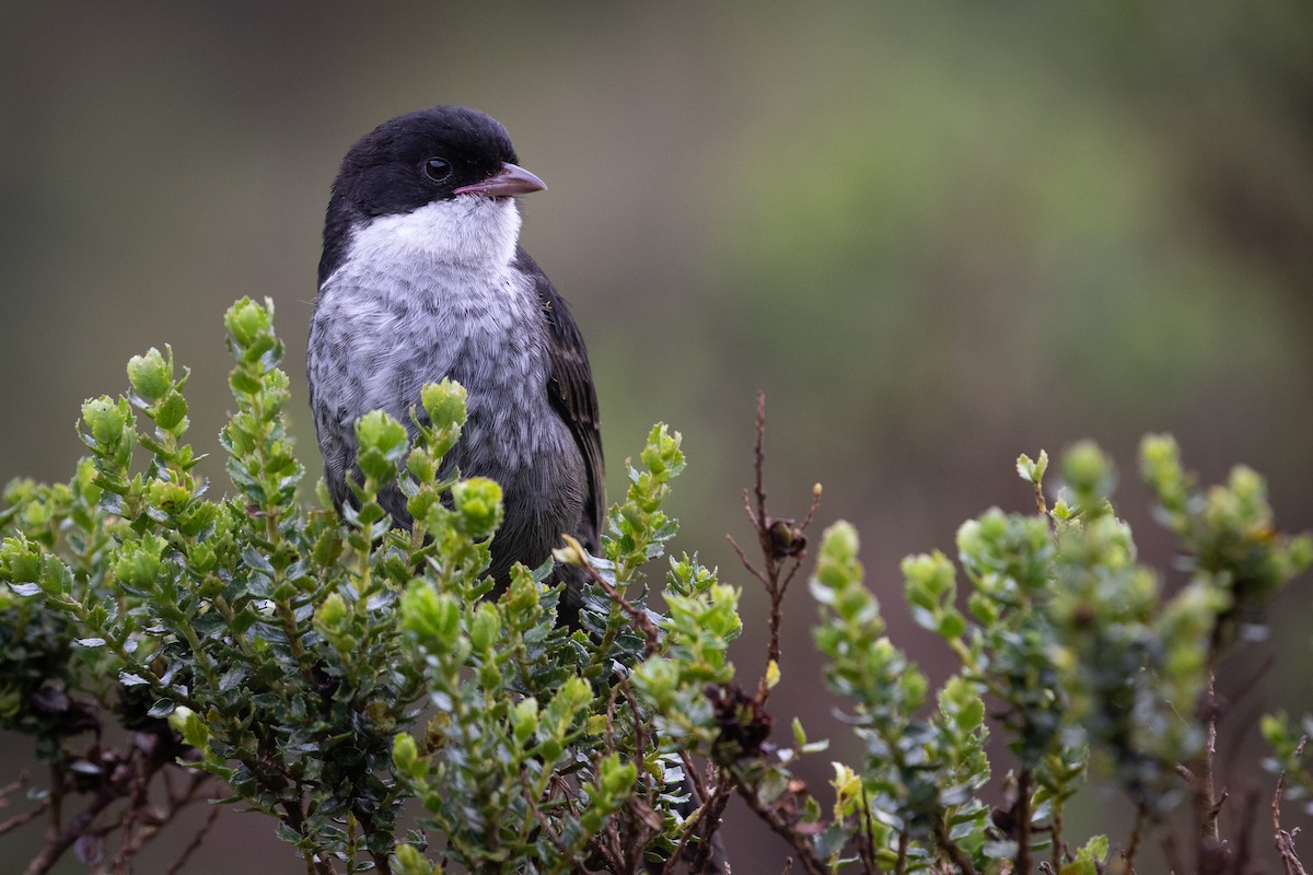 Black-backed Bush Tanager - ML477045171