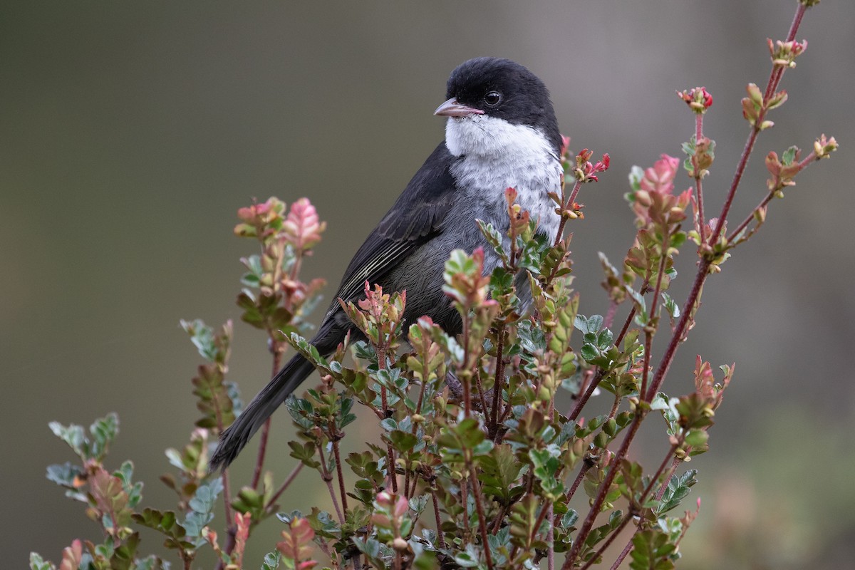 Black-backed Bush Tanager - ML477045181