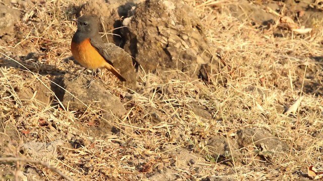 Little Rock-Thrush - ML477046