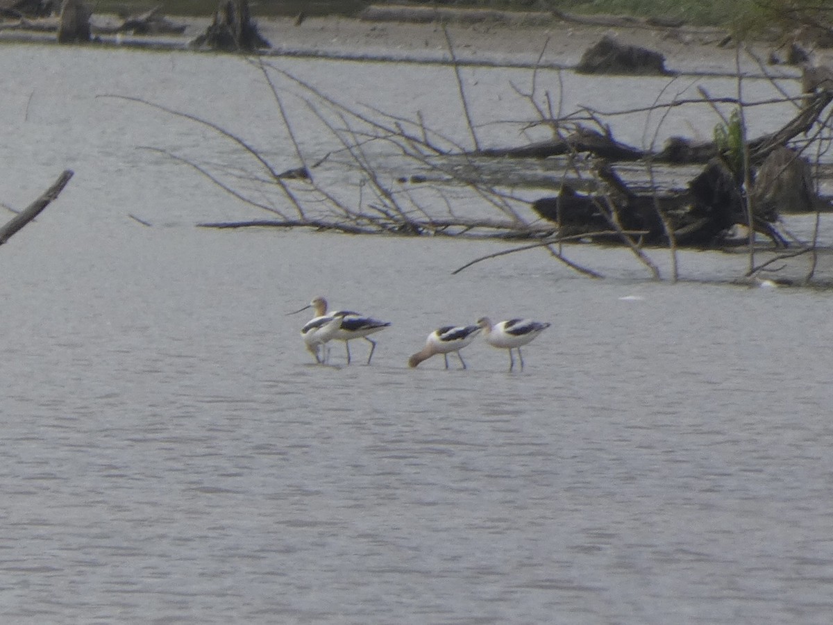 American Avocet - ML477047091