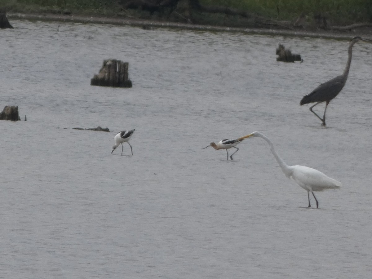 American Avocet - ML477047101