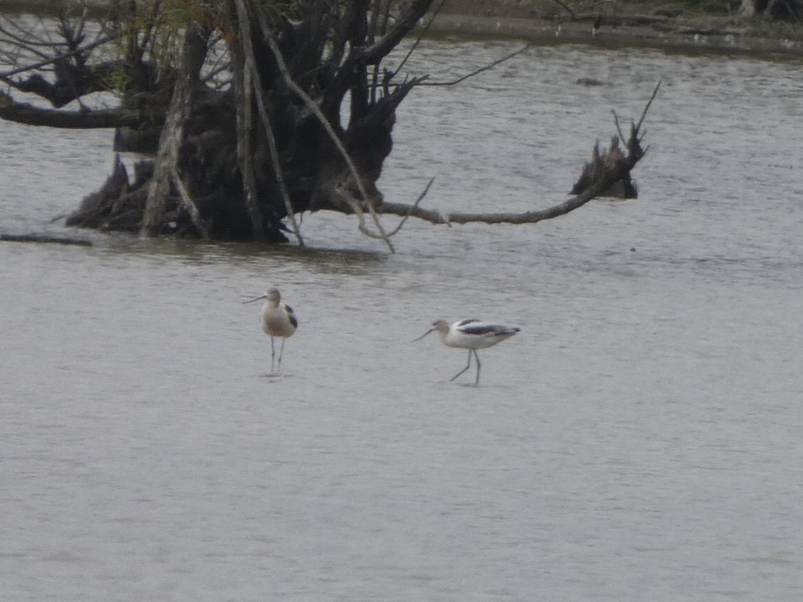American Avocet - ML477047111