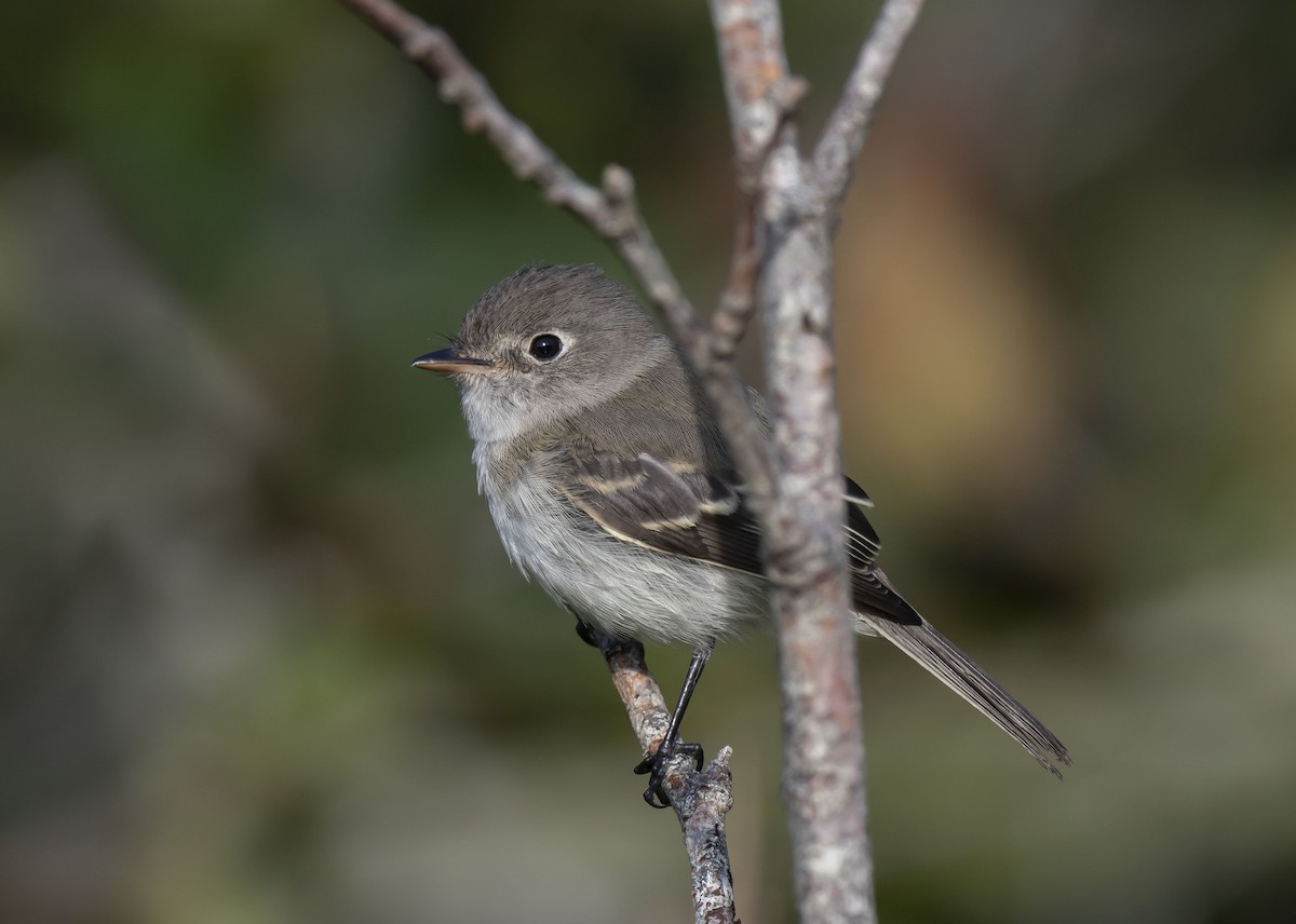 Least Flycatcher - ML477047491