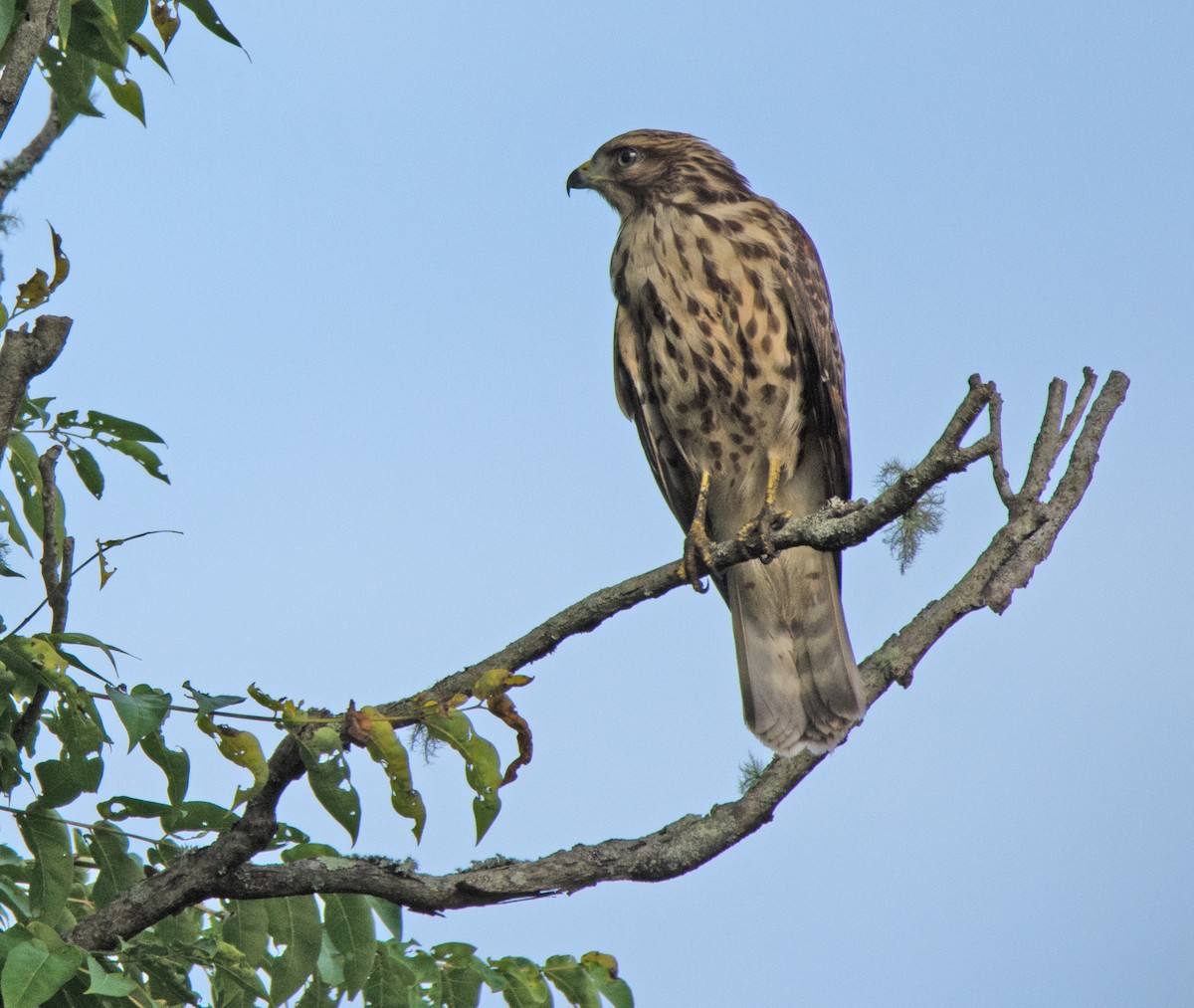 Red-shouldered Hawk - ML477048931