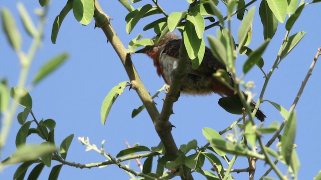 Rufous-necked Wryneck - ML477050