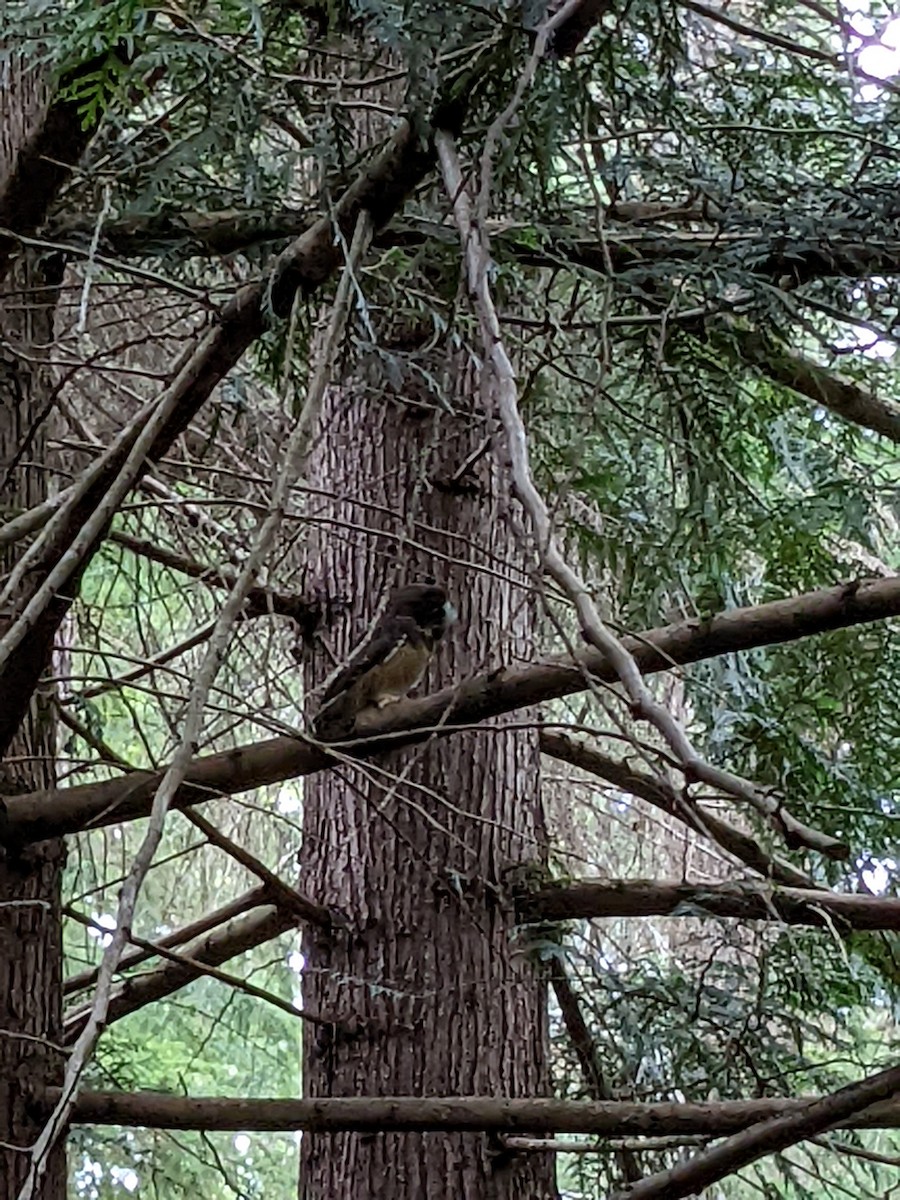 Northern Saw-whet Owl - ML477050511