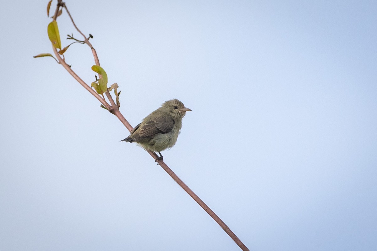 Pale-billed Flowerpecker - ML477051021