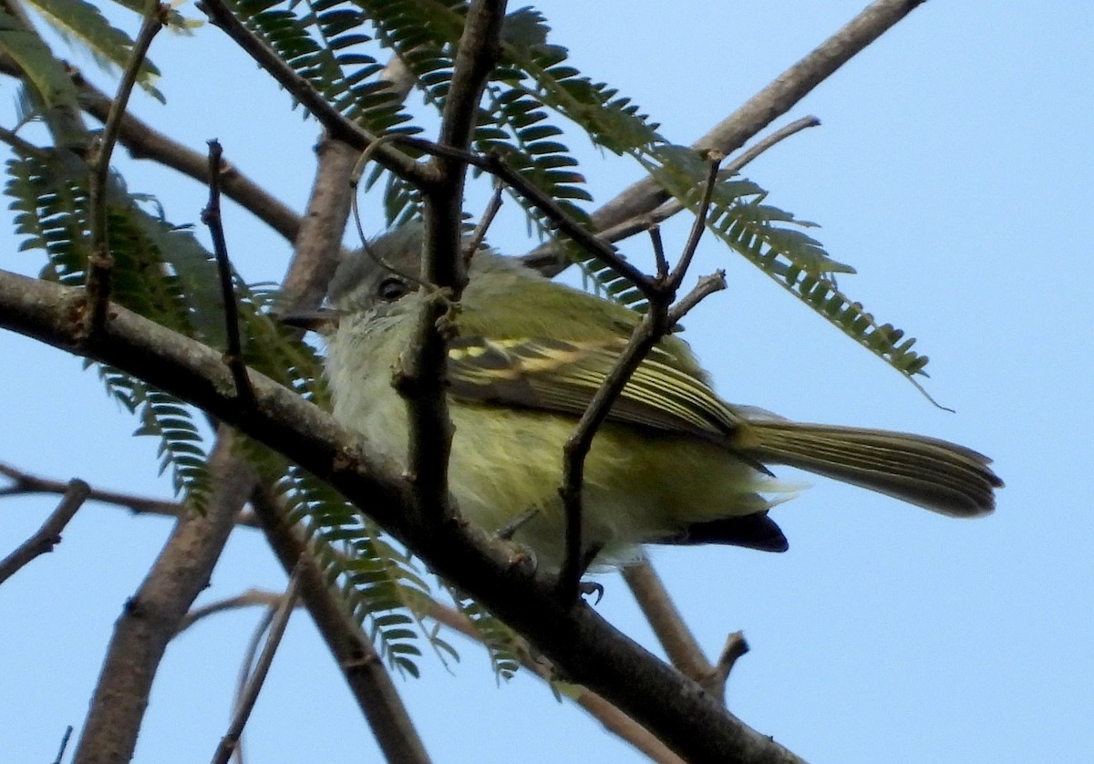 Rough-legged Tyrannulet - ML477052081