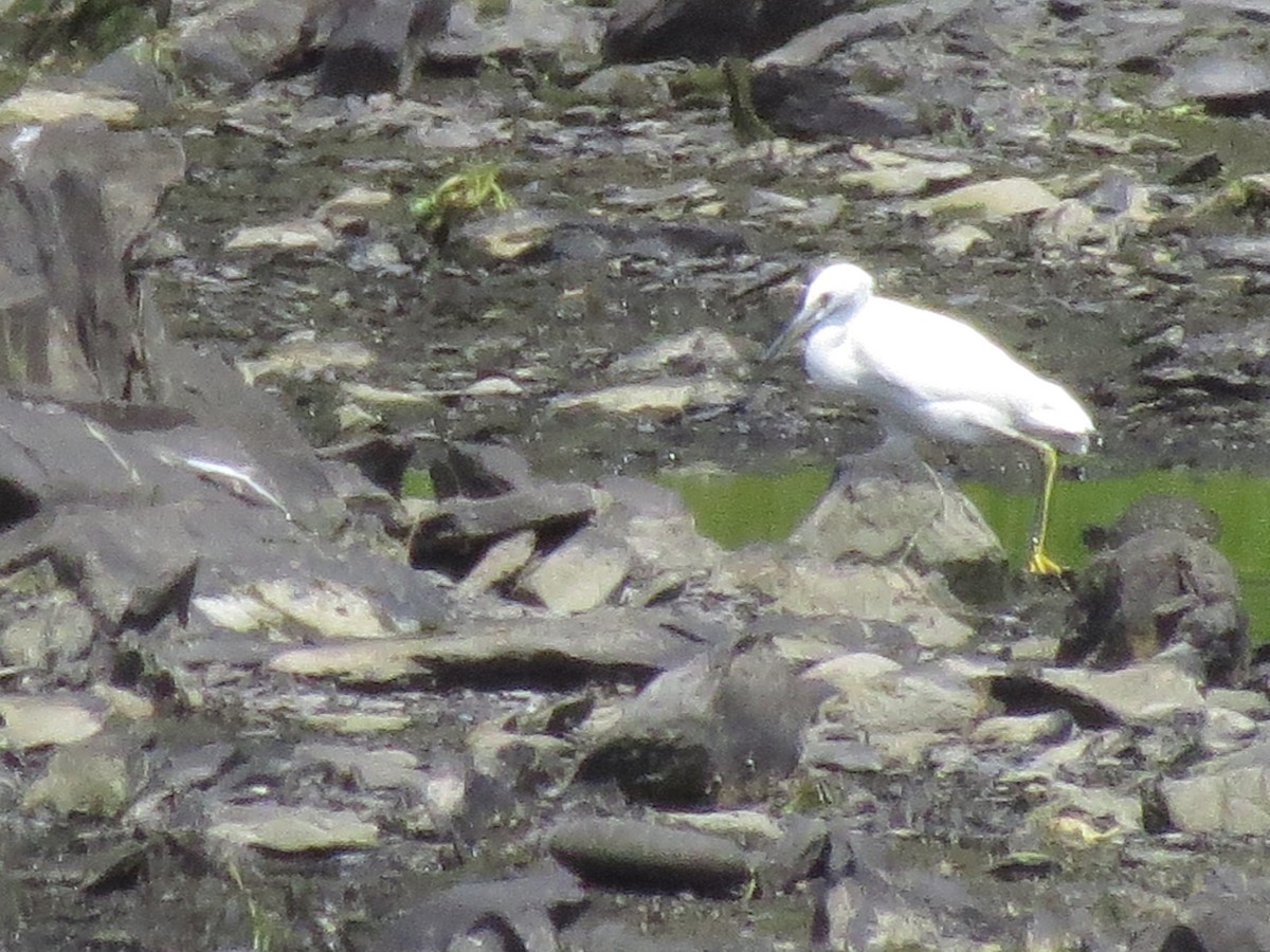 Snowy Egret - ML477052581