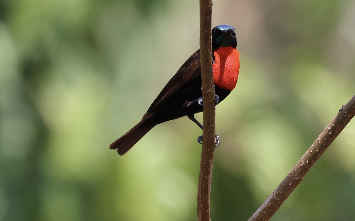 Scarlet-chested Sunbird - ML477053121