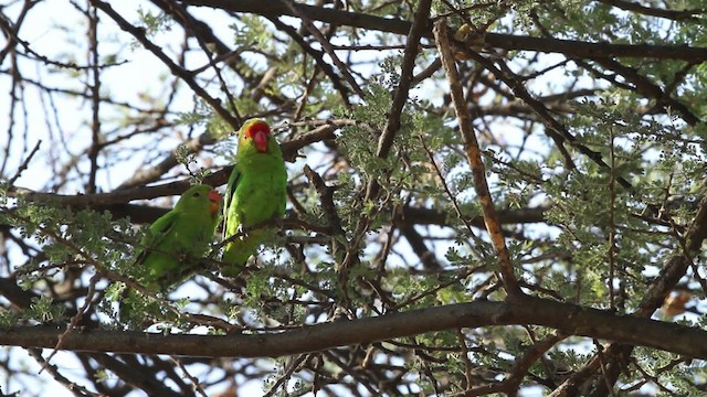 Black-winged Lovebird - ML477055