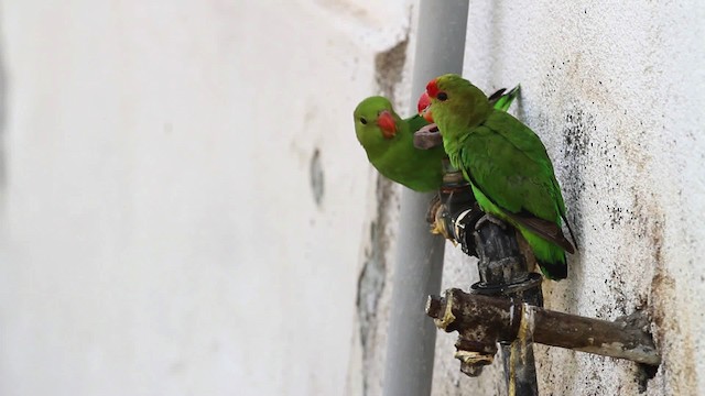 Black-winged Lovebird - ML477056