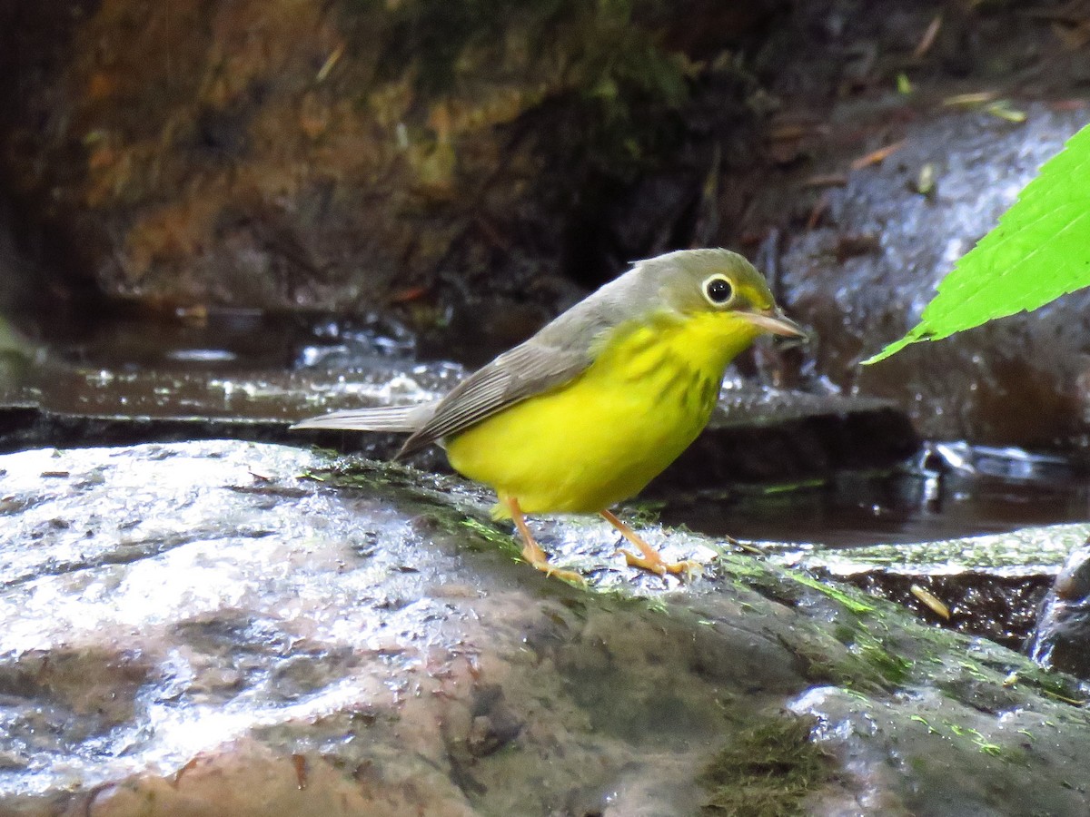 Canada Warbler - ML477056401