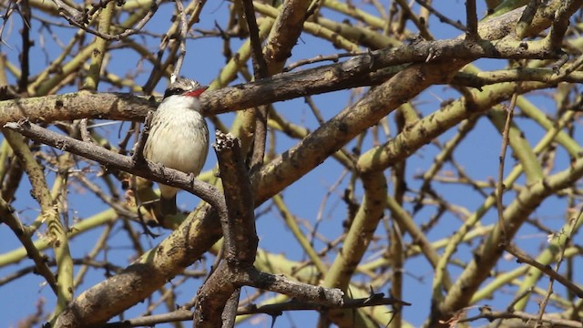 Striped Kingfisher - ML477057