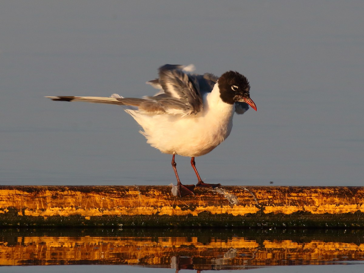 Mouette de Franklin - ML477057551