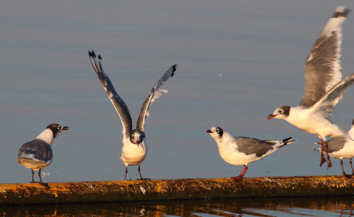 Mouette de Franklin - ML477057651