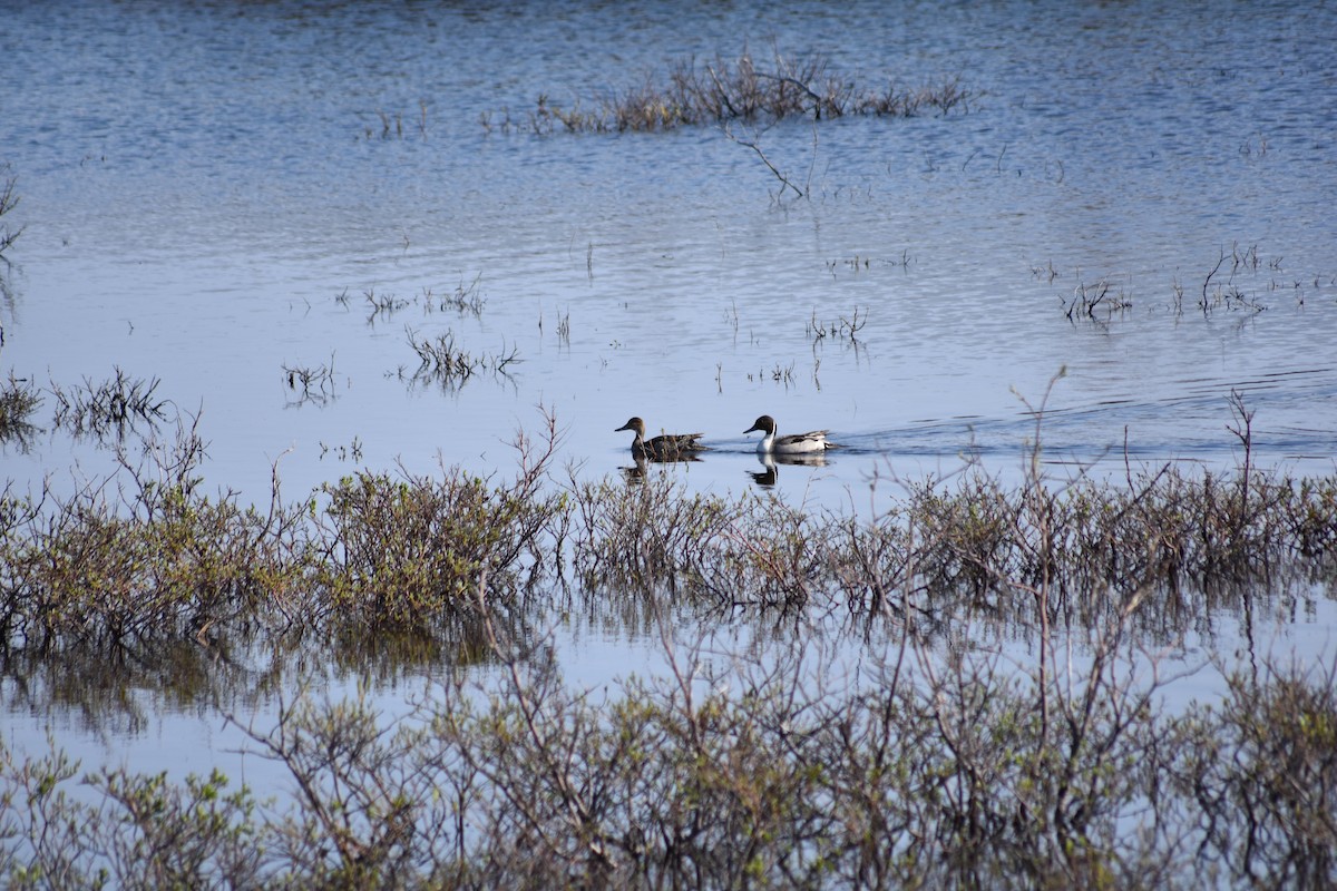 Northern Pintail - ML477058511