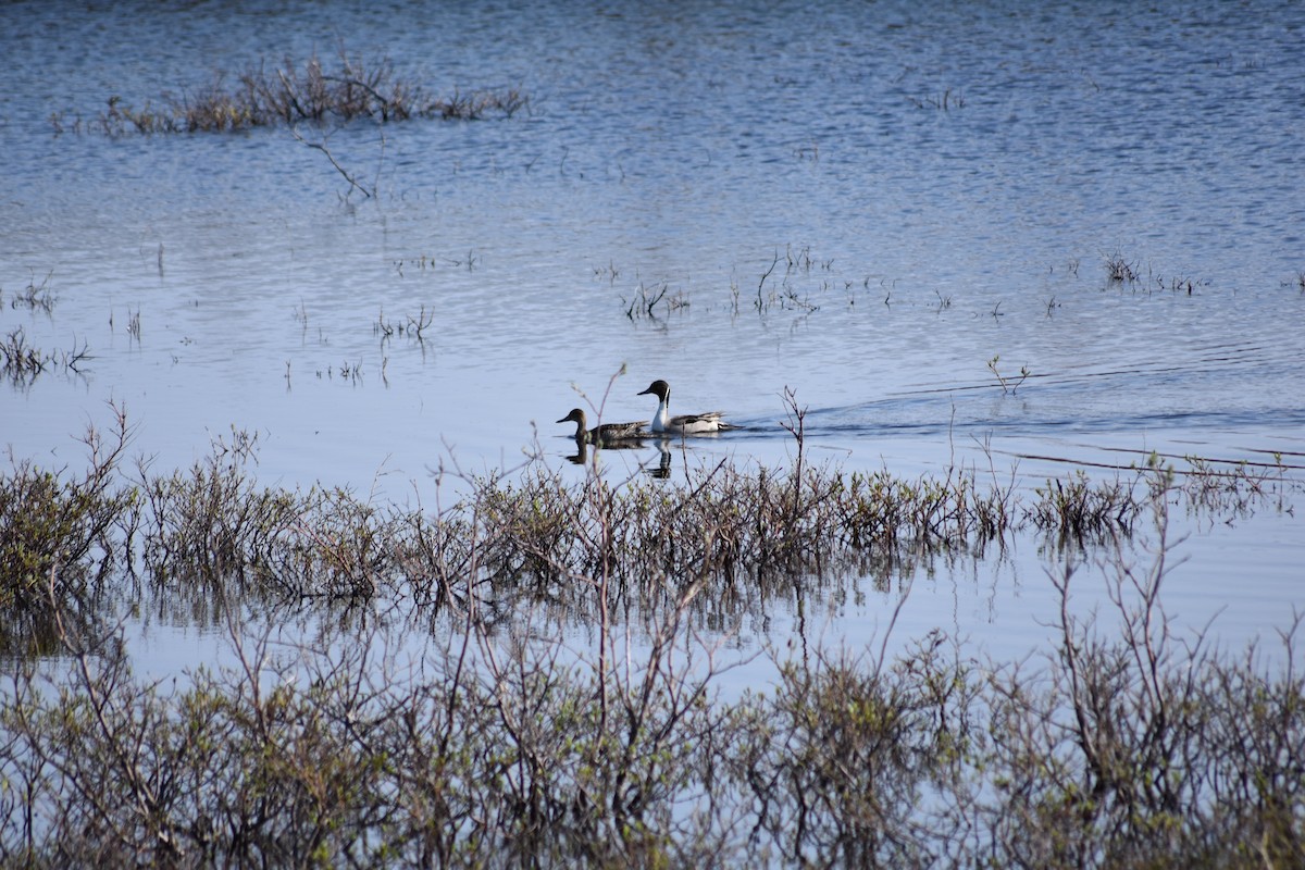 Northern Pintail - ML477058541