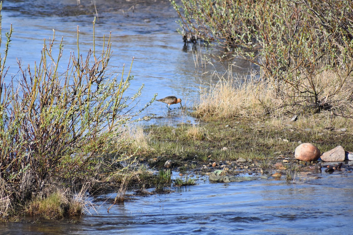 Bar-tailed Godwit - ML477059031