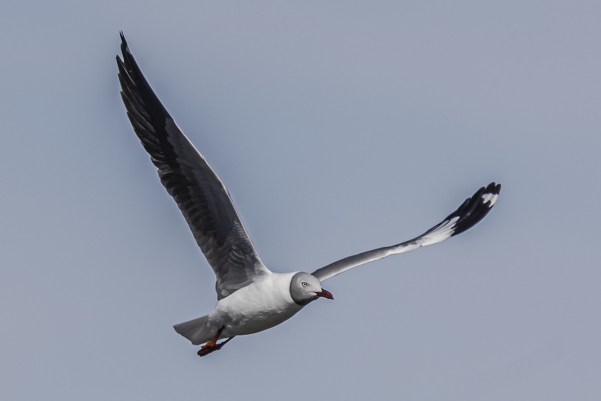 Gray-hooded Gull - Amed Hernández