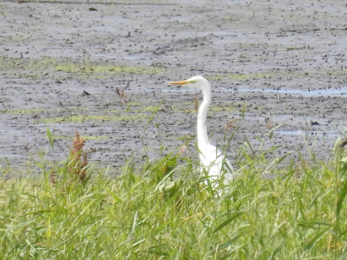 Great Egret - ML477059631