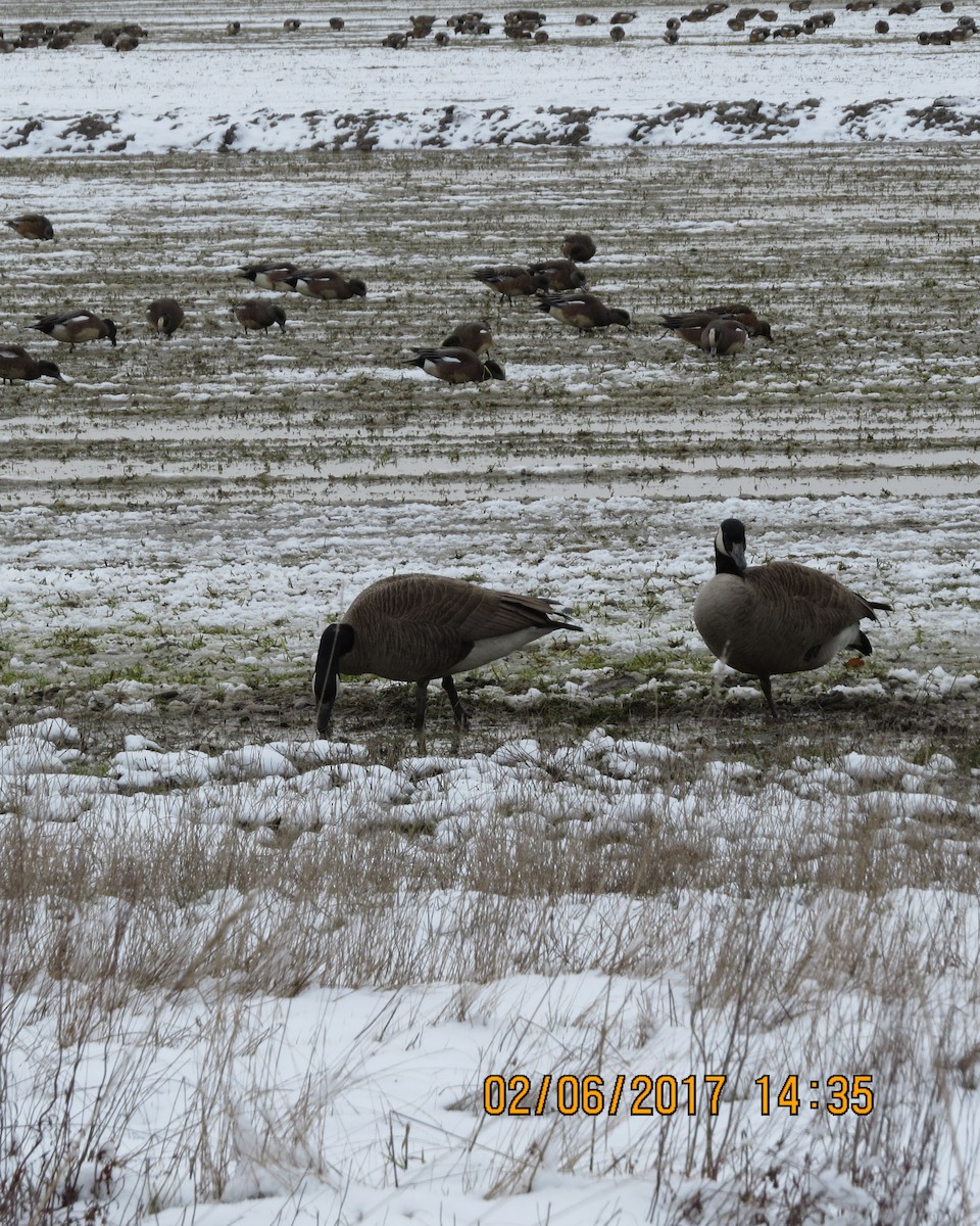 Canada Goose - ML47706211