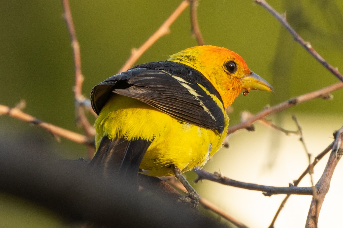 Western Tanager - ML477062301