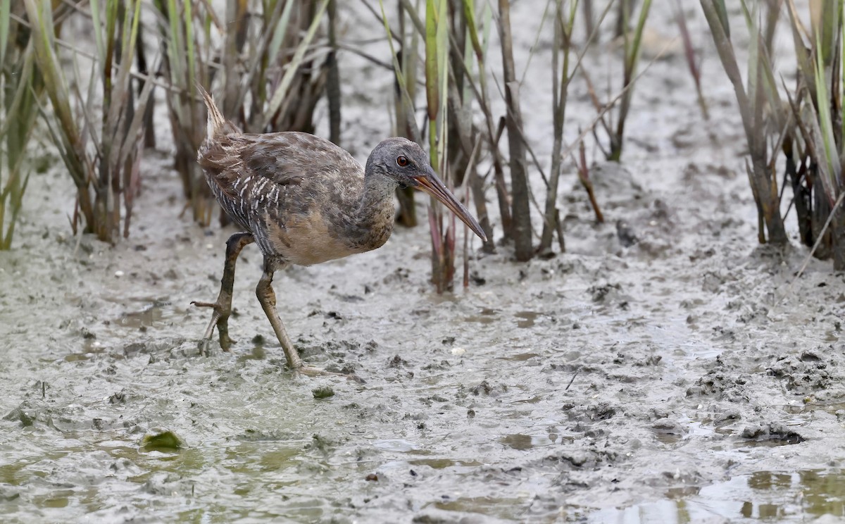 Clapper Rail - ML477062701